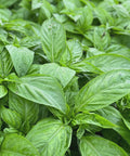 SFMart McCabe Organic Crushed Basil Leaves,75g Sauces & Spices- SFMart